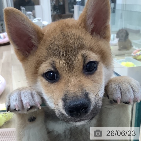 東京都の柴犬(標準サイズ) (ペットプラス 日の出店/2026年4月9日生まれ/男の子/赤)の子犬の4枚目の画像