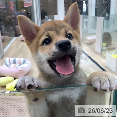 東京都の柴犬(標準サイズ) (ペットプラス 日の出店/2026年4月9日生まれ/男の子/赤)の子犬の3枚目の画像