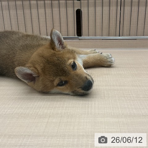 埼玉県の柴犬(標準サイズ) (ペッツワン 新座店/2026年4月9日生まれ/男の子/赤)の子犬の3枚目の画像