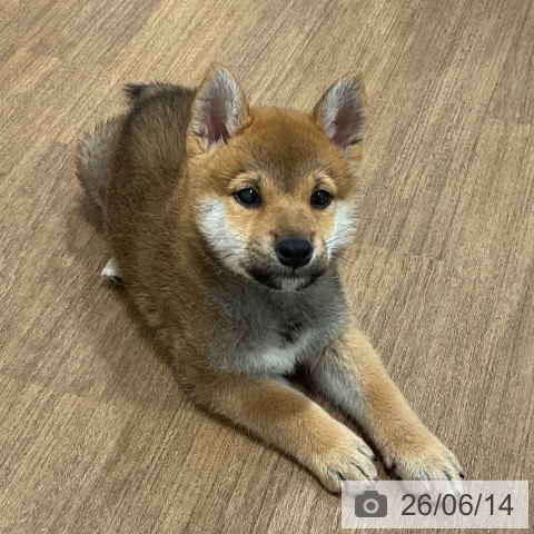 神奈川県の柴犬(標準サイズ) (ペッツワン 小田原店/2026年4月9日生まれ/男の子/赤)の子犬の3枚目の画像