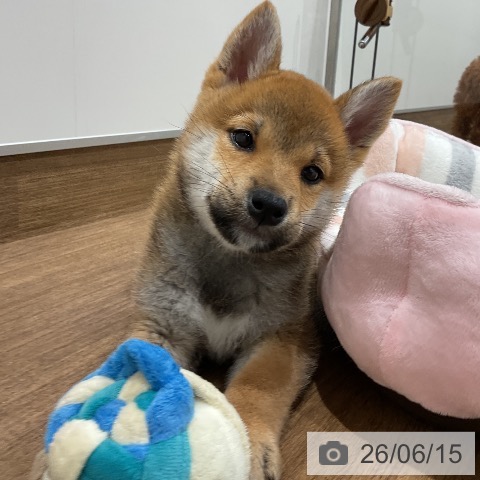 神奈川県の柴犬(標準サイズ) (ペッツワン 小田原店/2026年4月9日生まれ/男の子/赤)の子犬の3枚目の画像