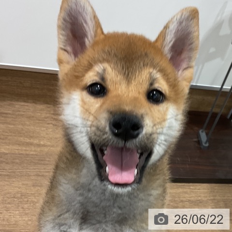 神奈川県の柴犬(標準サイズ) (ペッツワン 小田原店/2026年4月9日生まれ/男の子/赤)の子犬の3枚目の画像