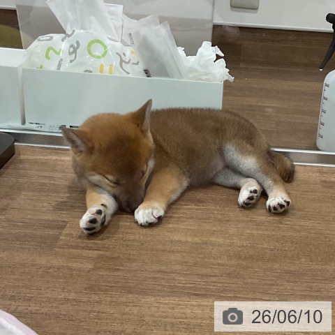 柴の写真