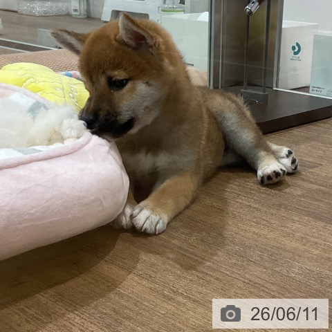 柴の写真