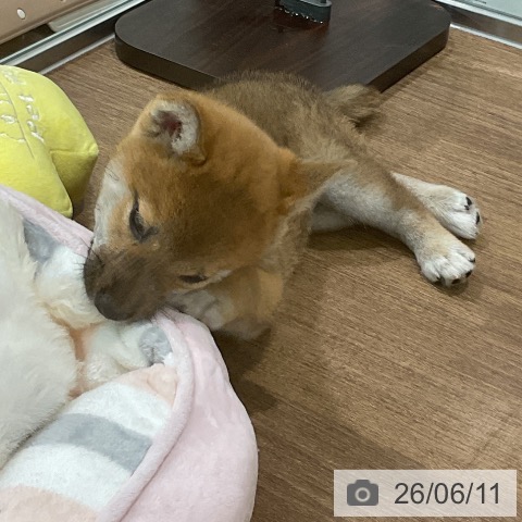 柴の写真