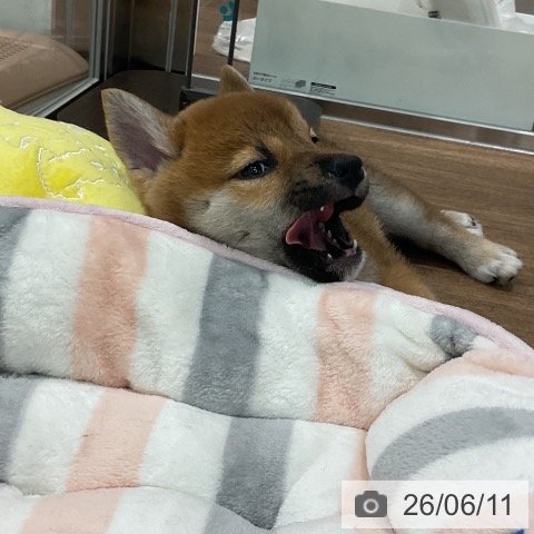 柴の写真