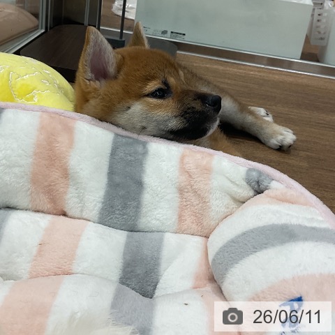 柴の写真