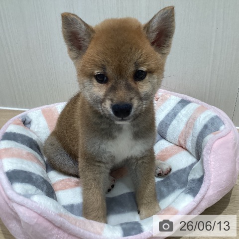 宮城県の柴犬(標準サイズ) (ペットプラス 仙台上杉店/2026年4月9日生まれ/女の子/赤)の子犬の4枚目の画像
