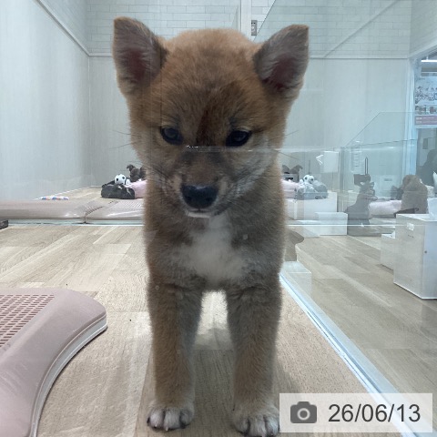 宮城県の柴犬(標準サイズ) (ペットプラス 仙台上杉店/2026年4月9日生まれ/女の子/赤)の子犬の3枚目の画像