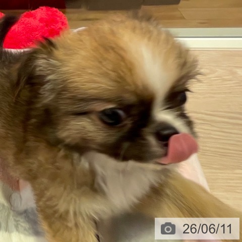 チワワの写真