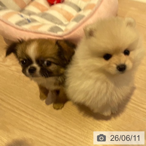 チワワの写真