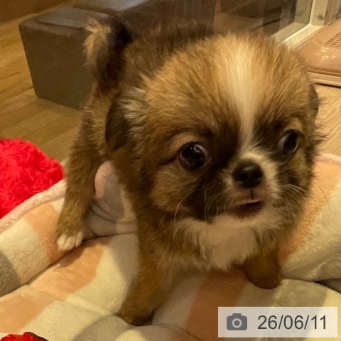 チワワの写真