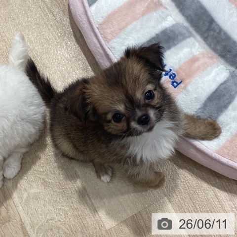 チワワの写真