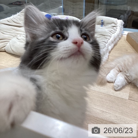 サイベリアンの写真
