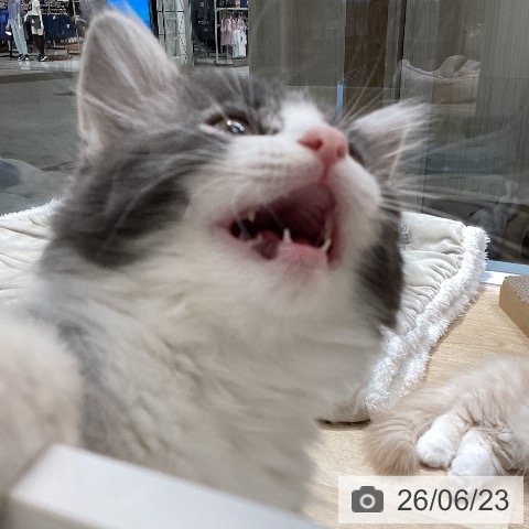 サイベリアンの写真