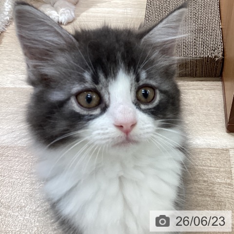 サイベリアンの写真