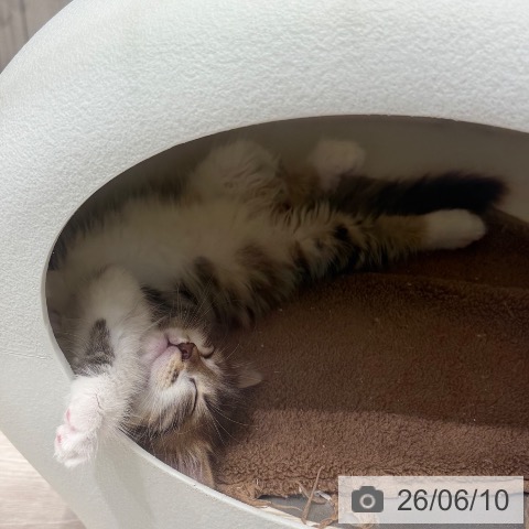 サイベリアンの写真
