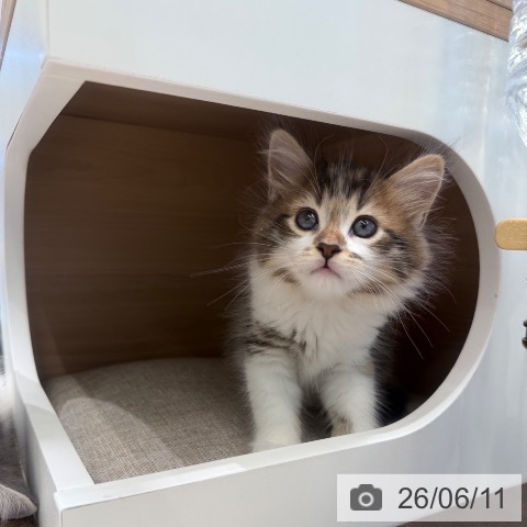 サイベリアンの写真