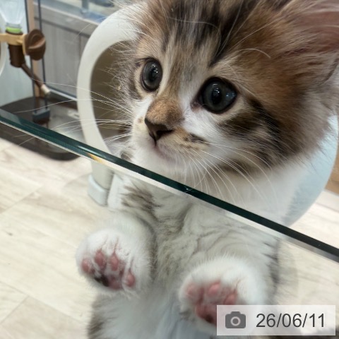 サイベリアンの写真