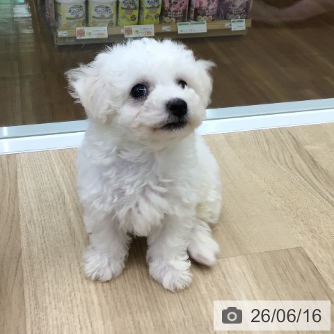 福島県のビションフリーゼ (ペットプラス 福島店/2026年4月9日生まれ/男の子/ホワイト)の子犬の3枚目の画像