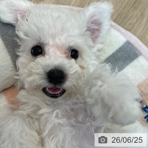 神奈川県のビションフリーゼ (ペットプラス テラスモール湘南店/2026年4月9日生まれ/男の子/ホワイト)の子犬の4枚目の画像