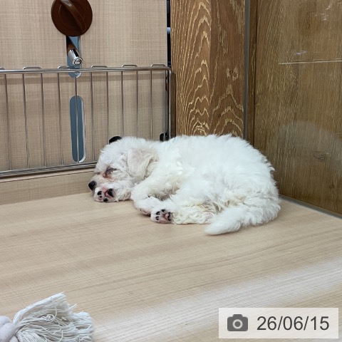 埼玉県のビションフリーゼ (ペッツワン 浦和美園店/2026年4月9日生まれ/女の子/ホワイト)の子犬の4枚目の画像