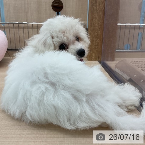 埼玉県のビションフリーゼ (ペッツワン 吉川美南店/2026年4月9日生まれ/女の子/ホワイト)の子犬の4枚目の画像