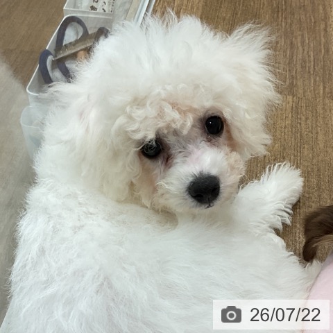 埼玉県のビションフリーゼ (ペッツワン 吉川美南店/2026年4月9日生まれ/女の子/ホワイト)の子犬の3枚目の画像
