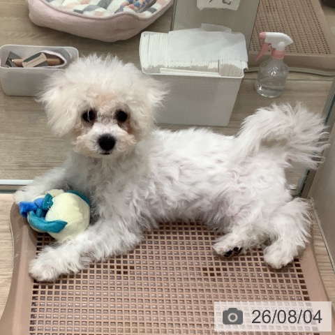 埼玉県のビションフリーゼ (ペットプラス 川口店/2026年4月9日生まれ/女の子/ホワイト)の子犬の3枚目の画像