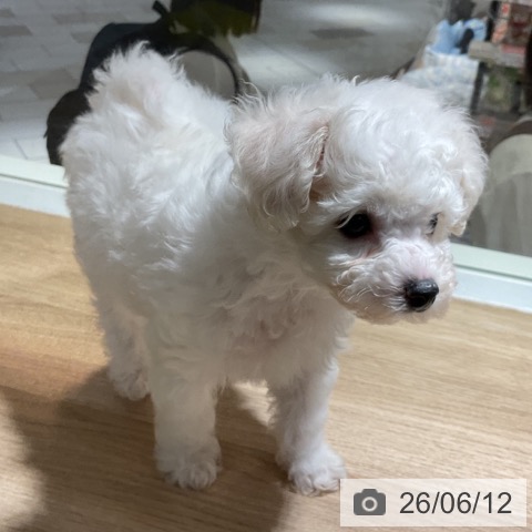 神奈川県のビションフリーゼ (ペットプラス 湘南平塚店/2026年4月11日生まれ/男の子/ホワイト)の子犬の4枚目の画像