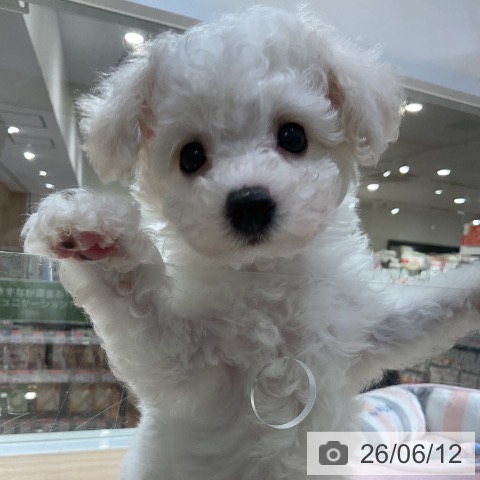 神奈川県のビションフリーゼ (ペットプラス 湘南平塚店/2026年4月11日生まれ/男の子/ホワイト)の子犬の3枚目の画像
