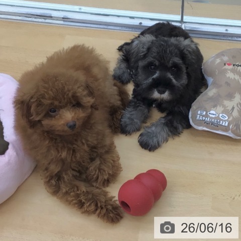 ミニチュア・シュナウザーの写真