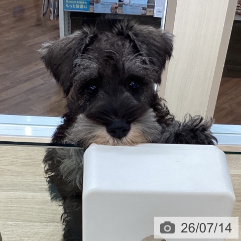 千葉県のミニチュアシュナウザー (ペットプラス 船橋店/2026年4月11日生まれ/男の子/ソルトペッパー)の子犬の4枚目の画像
