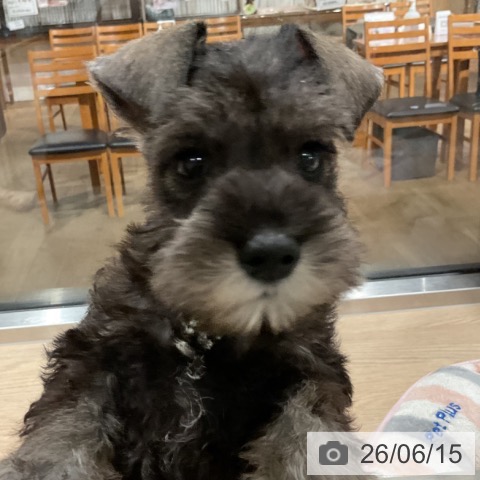 ミニチュア・シュナウザーの写真