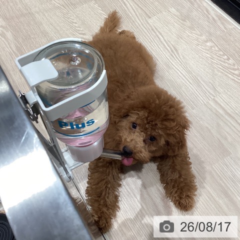 埼玉県のトイプードル(トイ) (ペッツワン 新座店/2026年4月12日生まれ/男の子/レッド)の子犬の4枚目の画像