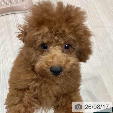 埼玉県のトイプードル(トイ) (ペッツワン 新座店/2026年4月12日生まれ/男の子/レッド)の子犬の3枚目の画像
