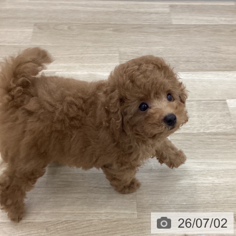 山梨県のトイプードル(トイ) (ペットプラス 甲府国母店/2026年4月12日生まれ/男の子/アプリコット)の子犬の3枚目の画像