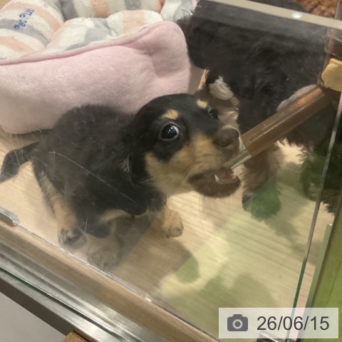 ミニチュア・ダックスフンドの写真