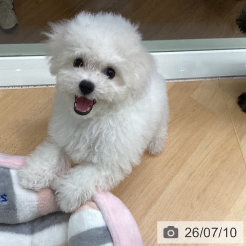 千葉県のビションフリーゼ (ペットプラス 成田店/2026年4月11日生まれ/男の子/ホワイト)の子犬の3枚目の画像