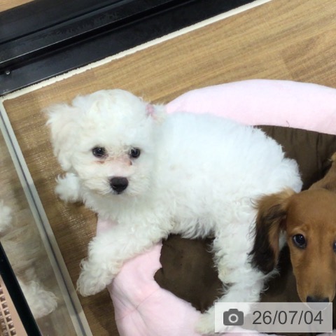 埼玉県のビションフリーゼ (ペッツワン 新座店/2026年4月11日生まれ/男の子/ホワイト)の子犬の4枚目の画像