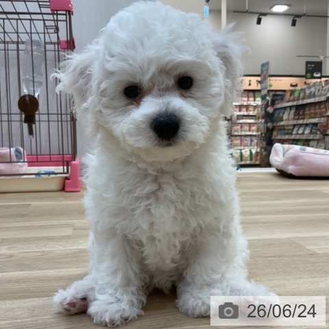 長野県のビションフリーゼ (ペットプラス 上田店/2026年4月11日生まれ/女の子/ホワイト)の子犬の4枚目の画像