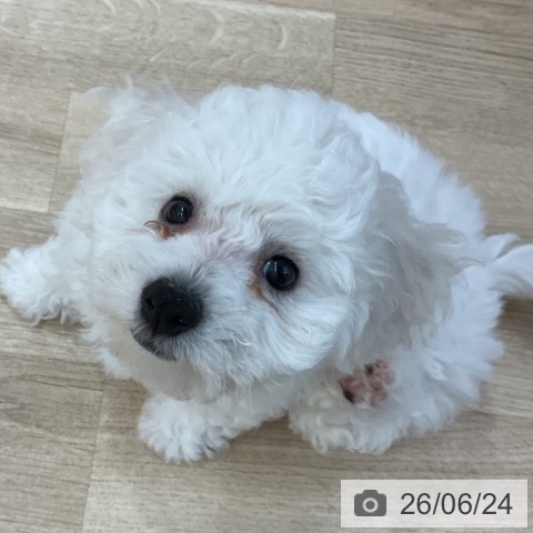 長野県のビションフリーゼ (ペットプラス 上田店/2026年4月11日生まれ/女の子/ホワイト)の子犬の3枚目の画像