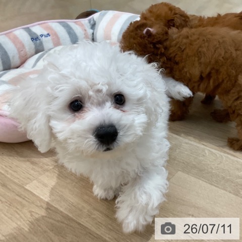長野県のビションフリーゼ (ペットプラス 上田店/2026年4月11日生まれ/女の子/ホワイト)の子犬の3枚目の画像