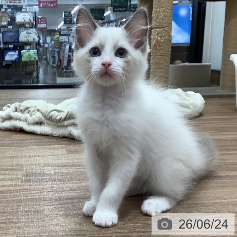 茨城県のラグドール (ペッツワン 阿見店/2026年3月29日生まれ/男の子/ブルーポイントバイカラー)の子猫の3枚目の画像