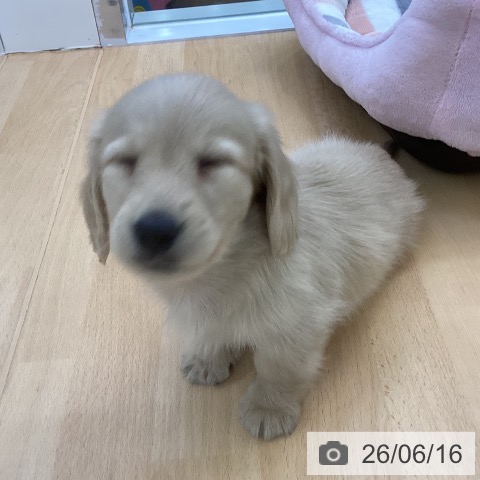 埼玉県のミニチュアダックスフンド(ロング) (ペットプラス 羽生店/2026年4月12日生まれ/男の子/イエロー)の子犬の4枚目の画像
