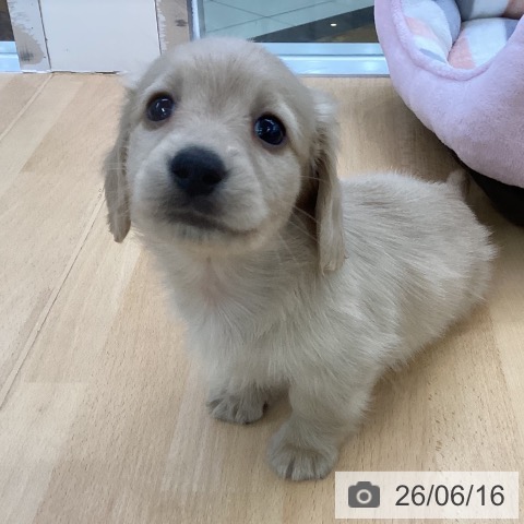 埼玉県のミニチュアダックスフンド(ロング) (ペットプラス 羽生店/2026年4月12日生まれ/男の子/イエロー)の子犬の3枚目の画像