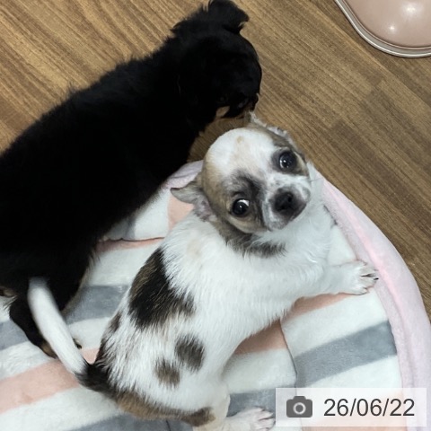 茨城県のチワワ(ロング) (ペッツワン 阿見店/2026年4月9日生まれ/男の子/ホワイトセーブル)の子犬の4枚目の画像