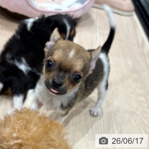 埼玉県のチワワ(ロング) (ペッツワン 新座店/2026年4月11日生まれ/男の子/ホワイトレッドセーブル)の子犬の3枚目の画像