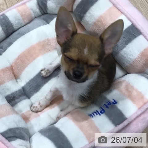 埼玉県のチワワ(ロング) (ペッツワン 新座店/2026年4月11日生まれ/男の子/ホワイトレッドセーブル)の子犬の4枚目の画像