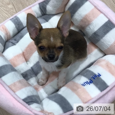 埼玉県のチワワ(ロング) (ペッツワン 新座店/2026年4月11日生まれ/男の子/ホワイトレッドセーブル)の子犬の3枚目の画像